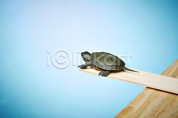 사람없음 JPG 포토 거북이 난간 동물 막대기 백그라운드 스튜디오촬영 실내 파충류 한마리