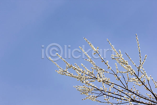 사람없음 JPG 로우앵글 포토 계절 광양 나무 매화 매화나무 백그라운드 봄 식물 야외 자연 전라남도 주간 풍경(경치) 하늘