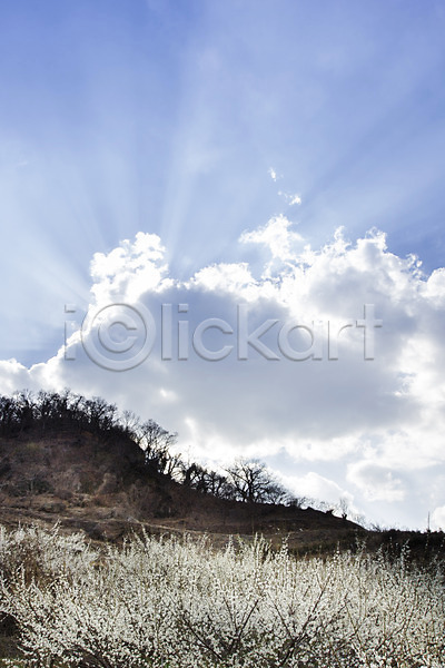 사람없음 JPG 포토 계절 광양 구름(자연) 나무 맑음 매화 매화나무 백그라운드 봄 식물 야외 자연 전라남도 주간 풍경(경치) 하늘
