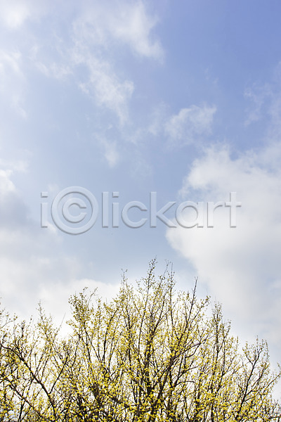 사람없음 JPG 포토 계절 구례 구름(자연) 나무 맑음 백그라운드 봄 산수유 식물 야외 자연 전라남도 주간 풍경(경치) 하늘