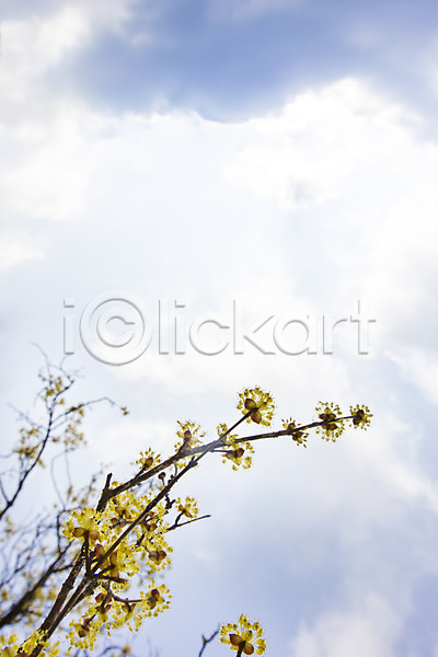 사람없음 JPG 로우앵글 아웃포커스 포토 계절 구례 구름(자연) 나무 맑음 백그라운드 봄 산수유 식물 야외 자연 전라남도 주간 풍경(경치) 하늘