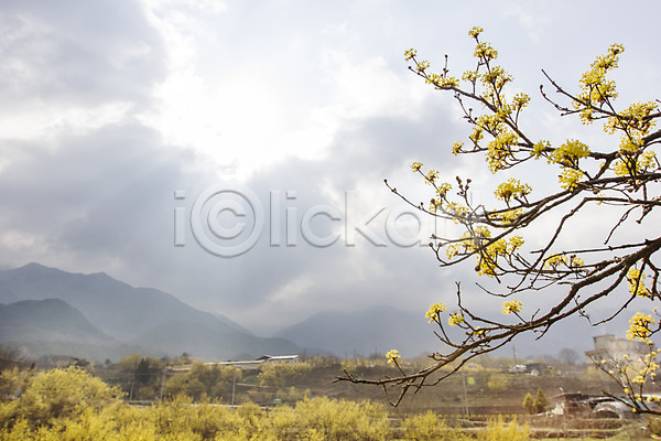 사람없음 JPG 포토 계절 구례 구름(자연) 나무 백그라운드 봄 산 산수유 식물 야외 자연 전라남도 주간 풍경(경치) 하늘