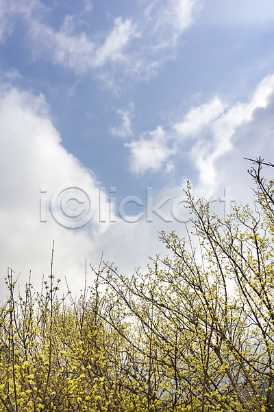 사람없음 JPG 로우앵글 포토 계절 구례 구름(자연) 나무 맑음 백그라운드 봄 산수유 식물 야외 자연 전라남도 주간 풍경(경치) 하늘