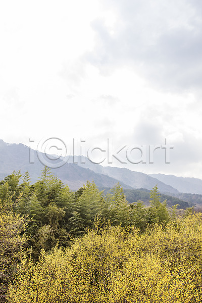 사람없음 JPG 포토 계절 구례 구름(자연) 나무 백그라운드 봄 산 산수유 식물 야외 자연 전라남도 주간 풍경(경치) 하늘
