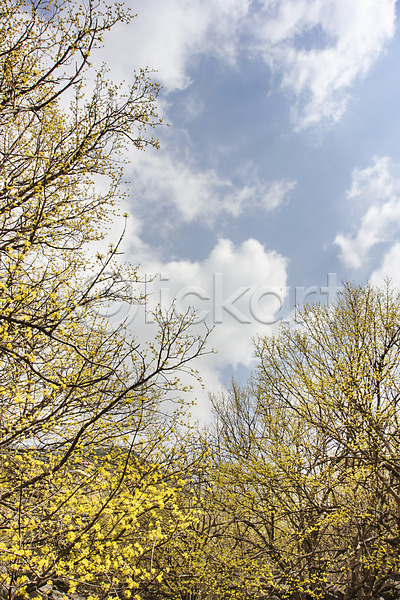 사람없음 JPG 포토 계절 구례 구름(자연) 나무 맑음 백그라운드 봄 산수유 식물 야외 자연 전라남도 주간 풍경(경치) 하늘