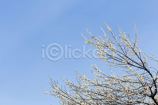 사람없음 JPG 포토 계절 광양 꽃 나무 나뭇가지 매화 백그라운드 봄 식물 야외 자연 전라남도 주간 풍경(경치) 하늘