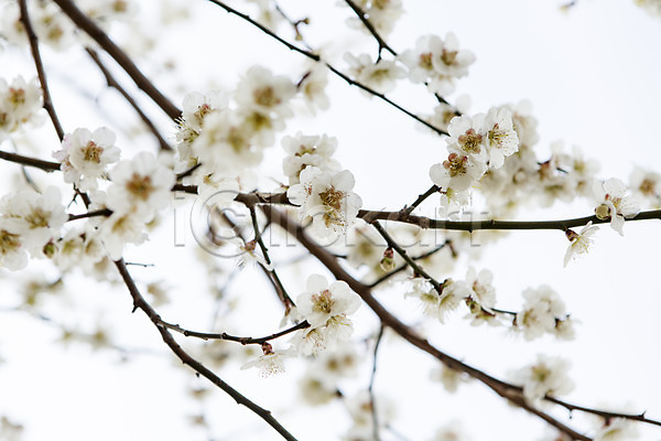 사람없음 JPG 아웃포커스 포토 계절 광양 꽃 나무 나뭇가지 매화 백그라운드 봄 식물 야외 자연 전라남도 주간 풍경(경치)