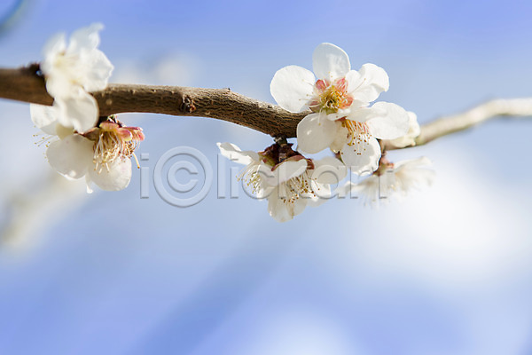 사람없음 JPG 아웃포커스 포토 계절 광양 꽃 나무 나뭇가지 매화 백그라운드 봄 식물 야외 자연 전라남도 주간 풍경(경치) 하늘