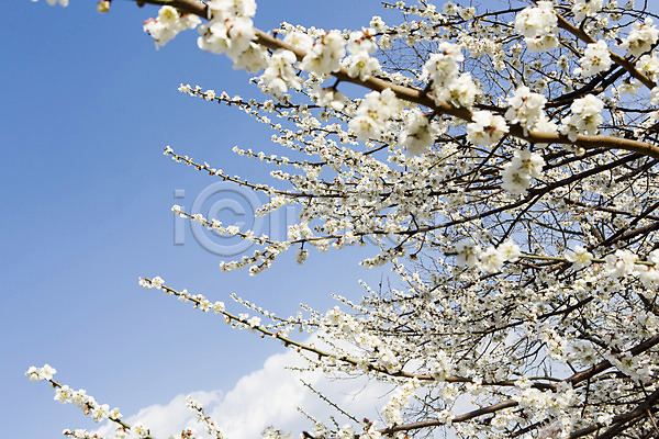 사람없음 JPG 포토 계절 광양 구름(자연) 꽃 나무 나뭇가지 매화 백그라운드 봄 식물 야외 자연 전라남도 주간 풍경(경치) 하늘