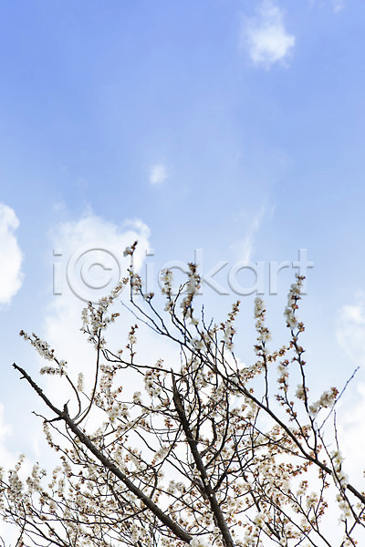 사람없음 JPG 포토 계절 광양 구름(자연) 꽃 나무 나뭇가지 매화 백그라운드 봄 식물 야외 자연 전라남도 주간 풍경(경치) 하늘
