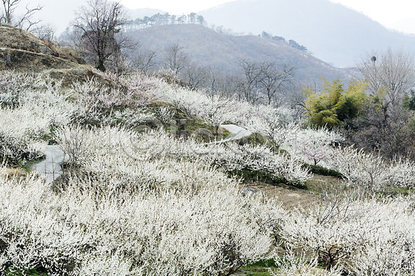 사람없음 JPG 포토 계절 광양 꽃 나무 나뭇가지 매화 백그라운드 봄 산 식물 야외 자연 전라남도 주간 풍경(경치)