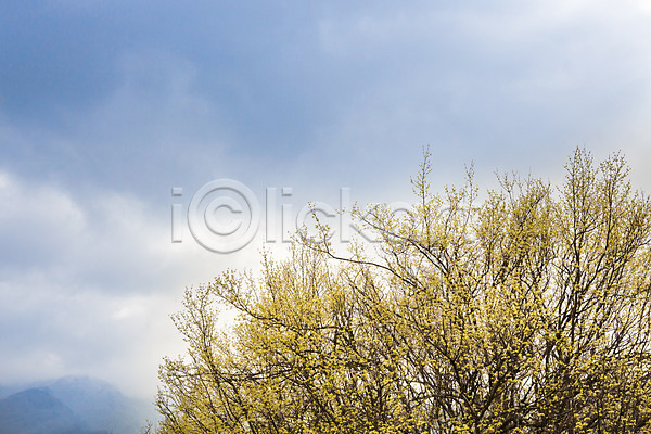 사람없음 JPG 포토 계절 구례 구름(자연) 꽃 배경화면 백그라운드 봄 산수유 식물 야외 자연 전라남도 주간 풍경(경치) 하늘