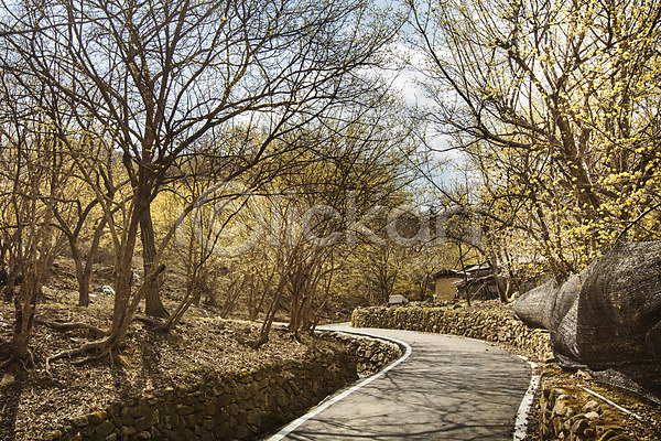 사람없음 JPG 포토 구례 길 꽃 나무 마을 백그라운드 산수유 산책로 야외 자연 전라남도 주간 풍경(경치)