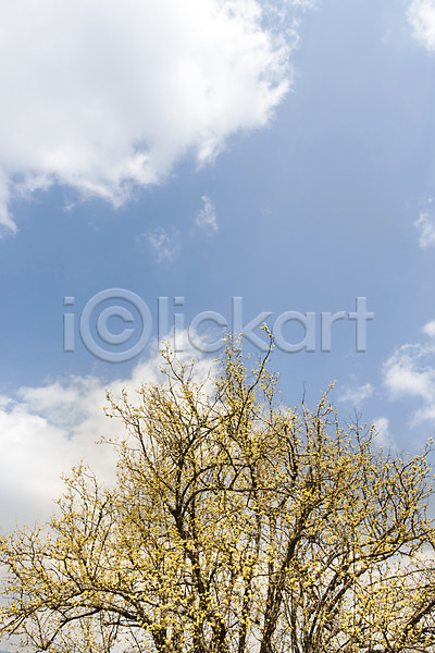 사람없음 JPG 포토 계절 구례 구름(자연) 꽃 백그라운드 봄 산수유 식물 야외 자연 전라남도 주간 풍경(경치) 하늘