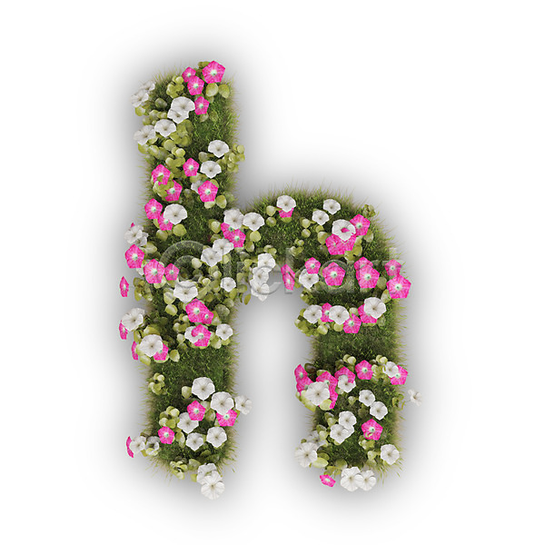 사람없음 3D PSD 편집이미지 H 꽃 나팔꽃 문자 분홍색 소문자 식물 알파벳 영어 타이포그라피 텍스트 흰색