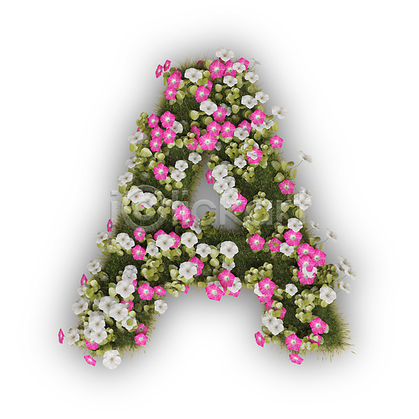 사람없음 3D PSD 편집이미지 A 꽃 나팔꽃 대문자 문자 분홍색 식물 알파벳 영어 타이포그라피 텍스트 흰색