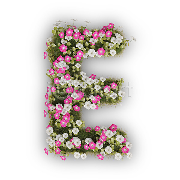 사람없음 3D PSD 편집이미지 E 꽃 나팔꽃 대문자 문자 분홍색 식물 알파벳 영어 타이포그라피 텍스트 흰색
