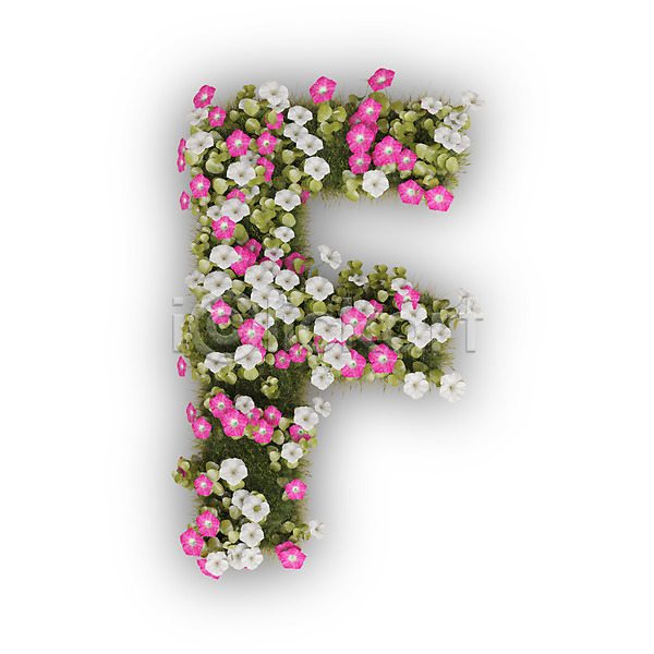 사람없음 3D PSD 편집이미지 F 꽃 나팔꽃 대문자 문자 분홍색 식물 알파벳 영어 타이포그라피 텍스트 흰색