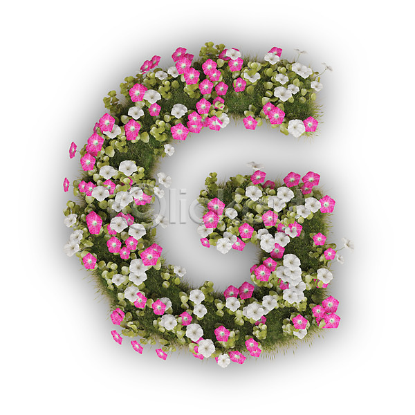 사람없음 3D PSD 편집이미지 G 꽃 나팔꽃 대문자 문자 분홍색 식물 알파벳 영어 타이포그라피 텍스트 흰색