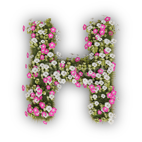 사람없음 3D PSD 편집이미지 H 꽃 나팔꽃 대문자 문자 분홍색 식물 알파벳 영어 타이포그라피 텍스트 흰색