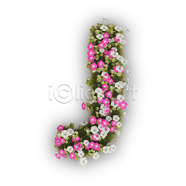 사람없음 3D PSD 편집이미지 J 꽃 나팔꽃 대문자 문자 분홍색 식물 알파벳 영어 타이포그라피 텍스트 흰색