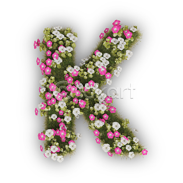 사람없음 3D PSD 편집이미지 K 꽃 나팔꽃 대문자 문자 분홍색 식물 알파벳 영어 타이포그라피 텍스트 흰색