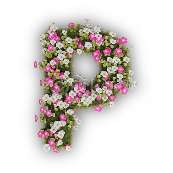 사람없음 3D PSD 편집이미지 P 꽃 나팔꽃 대문자 문자 분홍색 식물 알파벳 영어 타이포그라피 텍스트 피 흰색