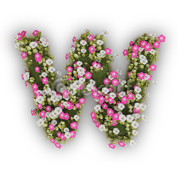 사람없음 3D PSD 편집이미지 W 꽃 나팔꽃 대문자 문자 분홍색 식물 알파벳 영어 타이포그라피 텍스트 흰색