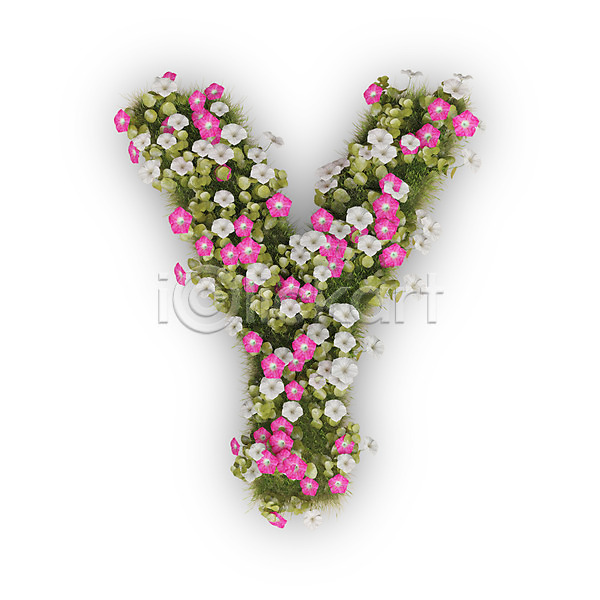 사람없음 3D PSD 편집이미지 Y 꽃 나팔꽃 대문자 문자 분홍색 식물 알파벳 영어 타이포그라피 텍스트 흰색