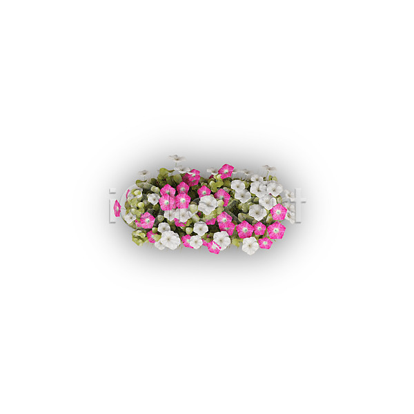 사람없음 3D PSD 편집이미지 기호 꽃 나팔꽃 문자 분홍색 식물 연산기호 타이포그라피 텍스트 하이픈 흰색