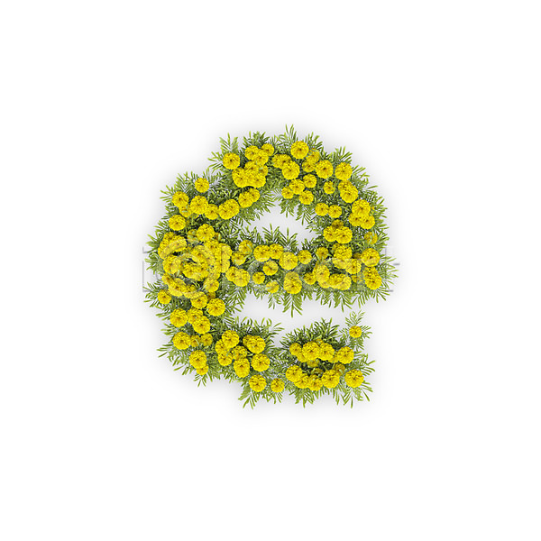 사람없음 3D PSD 편집이미지 E 국화 꽃 노란색 문자 소문자 식물 알파벳 영어 타이포그라피 텍스트