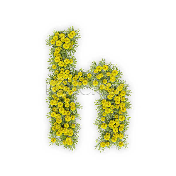사람없음 3D PSD 편집이미지 H 국화 꽃 노란색 문자 소문자 식물 알파벳 영어 타이포그라피 텍스트
