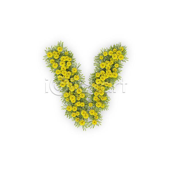 사람없음 3D PSD 편집이미지 V 국화 꽃 노란색 문자 소문자 식물 알파벳 영어 타이포그라피 텍스트