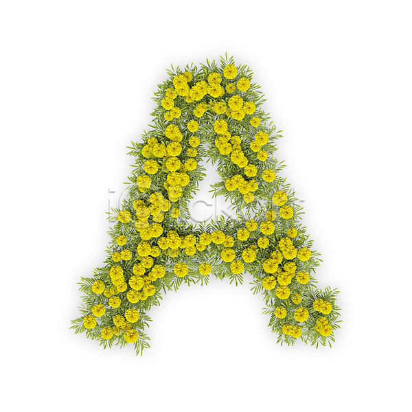 사람없음 3D PSD 편집이미지 A 국화 꽃 노란색 대문자 문자 식물 알파벳 영어 타이포그라피 텍스트