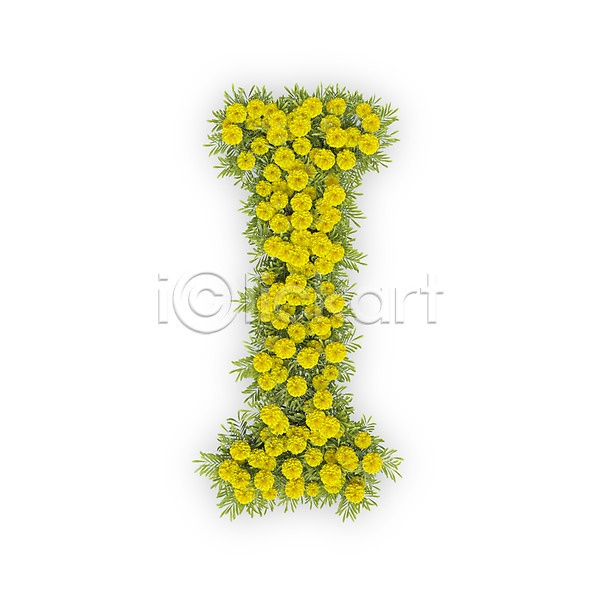 사람없음 3D PSD 편집이미지 I 국화 꽃 노란색 대문자 문자 식물 알파벳 영어 타이포그라피 텍스트
