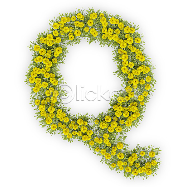 사람없음 3D PSD 편집이미지 Q 국화 꽃 노란색 대문자 문자 식물 알파벳 영어 타이포그라피 텍스트