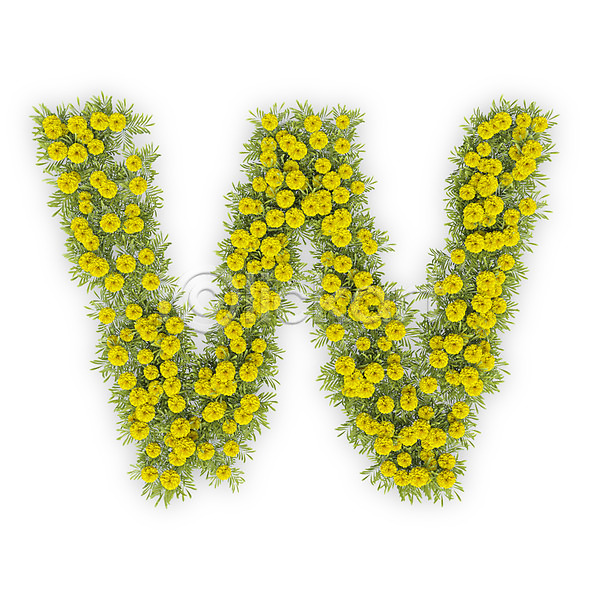 사람없음 3D PSD 편집이미지 W 국화 꽃 노란색 대문자 문자 식물 알파벳 영어 타이포그라피 텍스트