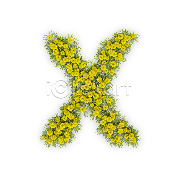 사람없음 3D PSD 편집이미지 X 국화 금지 꽃 노란색 대문자 문자 식물 아니오 알파벳 영어 타이포그라피 텍스트