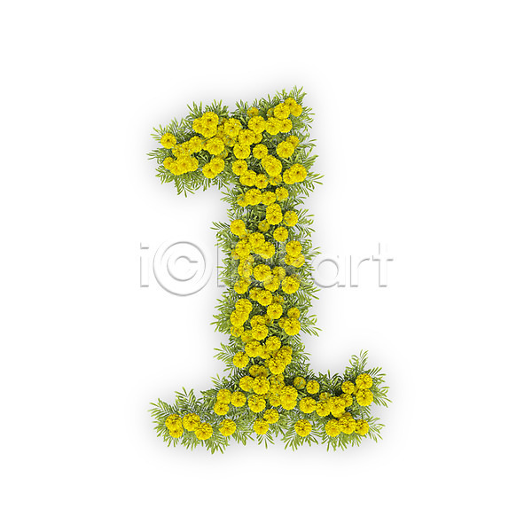 사람없음 3D PSD 편집이미지 1 국화 꽃 노란색 문자 숫자 식물 타이포그라피 텍스트
