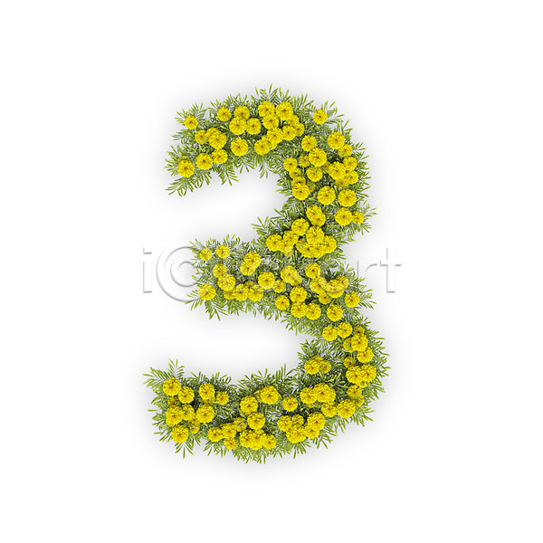 사람없음 3D PSD 편집이미지 3 국화 꽃 노란색 문자 삼 숫자 식물 타이포그라피 텍스트