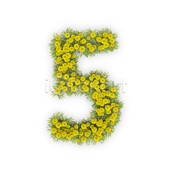 사람없음 3D PSD 편집이미지 5 국화 꽃 노란색 문자 숫자 식물 오 타이포그라피 텍스트