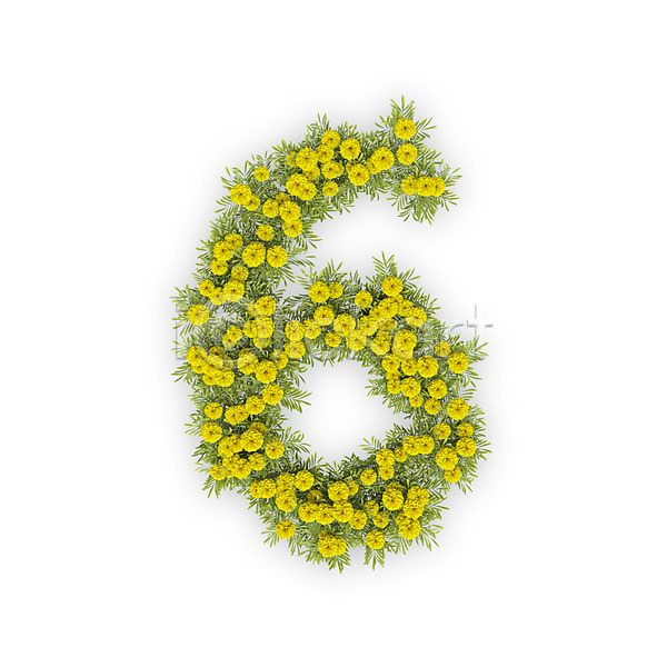 사람없음 3D PSD 편집이미지 6 국화 꽃 노란색 문자 숫자 식물 타이포그라피 텍스트
