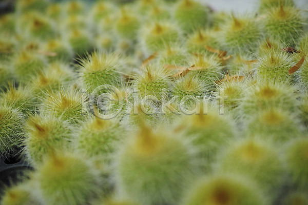 사람없음 JPG 근접촬영 아웃포커스 포토 가시 백그라운드 선인장 식물 자연 초록색 컬러 트로피컬아트