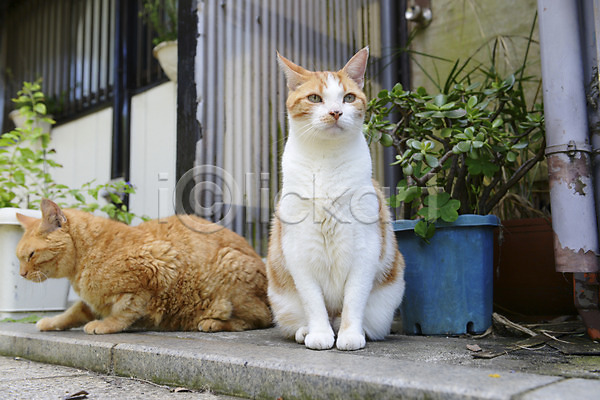 사람없음 JPG 포토 고양이 동물 동물라이프 두마리 반려 반려동물 식물 앉기 야외 주간 포유류 화분