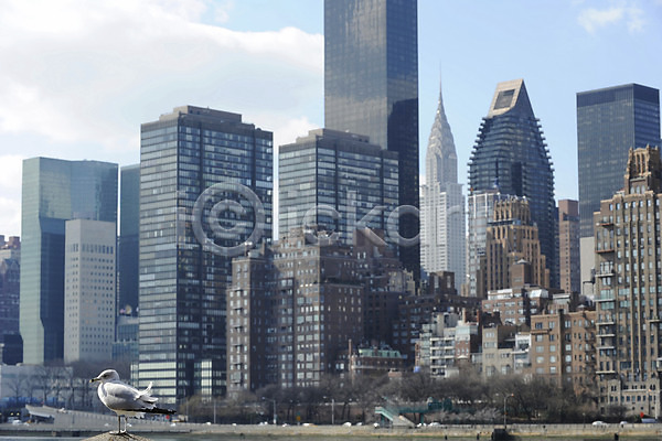 사람없음 JPG 포토 갈매기 건축물 고층빌딩 구름(자연) 뉴욕 도시 도시풍경 도심 동물 루즈벨트섬 미국 빌딩 아메리카 야외 조류 주간 풍경(경치) 하늘 한마리 해외풍경 현대건축