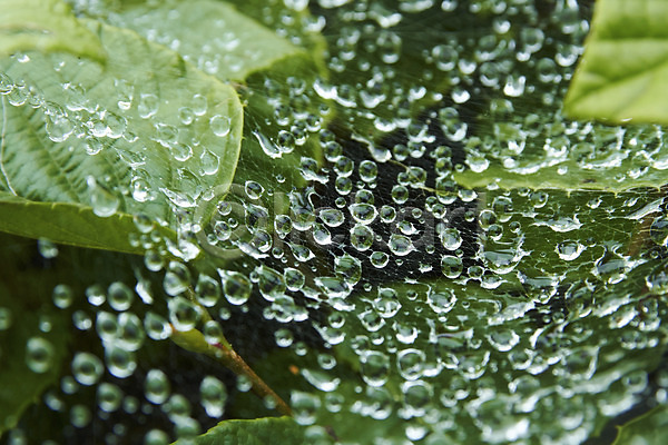 사람없음 JPG 근접촬영 아웃포커스 포토 거미줄 나뭇잎 물 물방울 식물 이슬 잎 자연 초록색 촉촉함 컬러