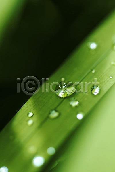 사람없음 JPG 근접촬영 아웃포커스 포토 나뭇잎 물 물방울 식물 이슬 자연 젖음 초록색 컬러