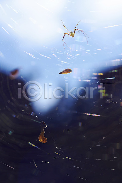 사람없음 JPG 근접촬영 아웃포커스 포토 거미 거미줄 곤충 나뭇잎 동물 벌레 야외 자연 주간 한마리