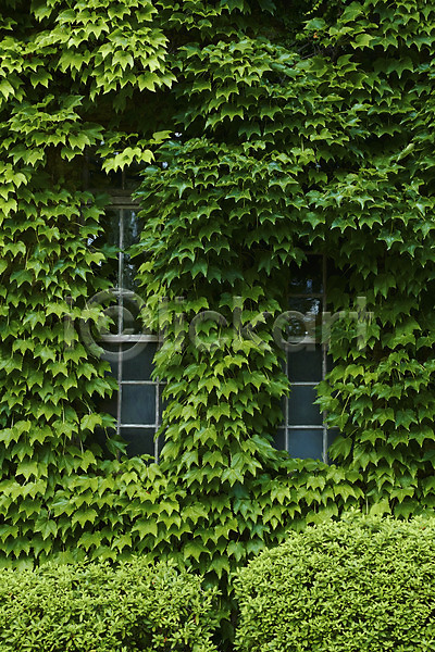 사람없음 JPG 포토 건축물 담쟁이덩굴 식물 야외 자연 주간 창문 초록색 컬러