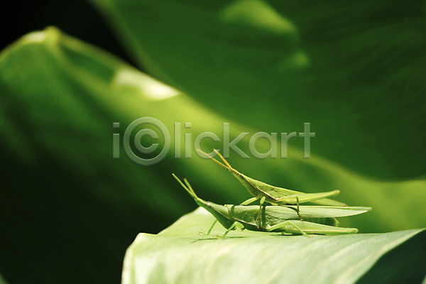 사람없음 JPG 근접촬영 아웃포커스 포토 곤충 나뭇잎 동물 두마리 메뚜기 벌레 식물 야외 잎 자연 주간 짝짓기 초록색 컬러